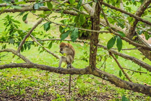 Singe assis sur l'arbre et mangeant une mangue