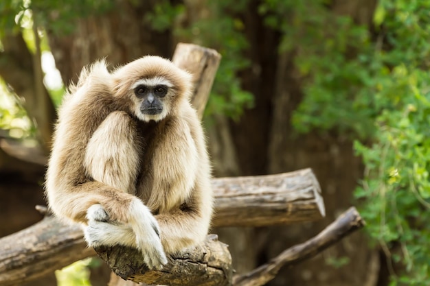 Photo un singe assis sur un arbre