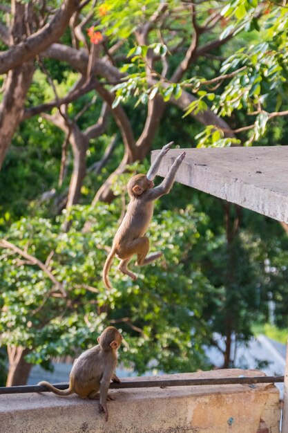 Photo un singe assis sur un arbre