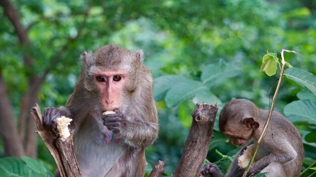 Photo un singe assis sur un arbre