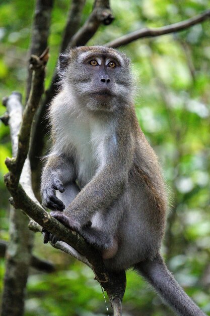 Un singe assis sur un arbre