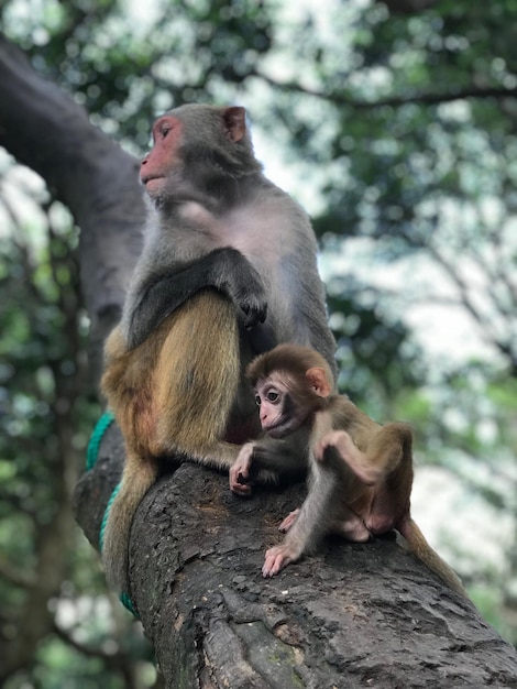 Photo un singe assis sur un arbre