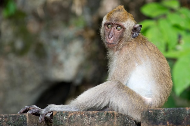 Singe assis sur l'arbre