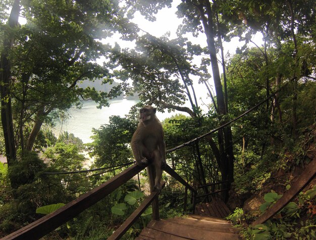 Photo un singe assis sur une balustrade dans la forêt