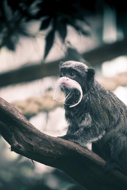 Photo un singe assis sur une branche d'arbre au zoo