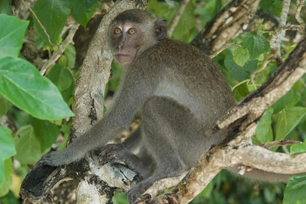 Un singe assis sur une branche d'arbre