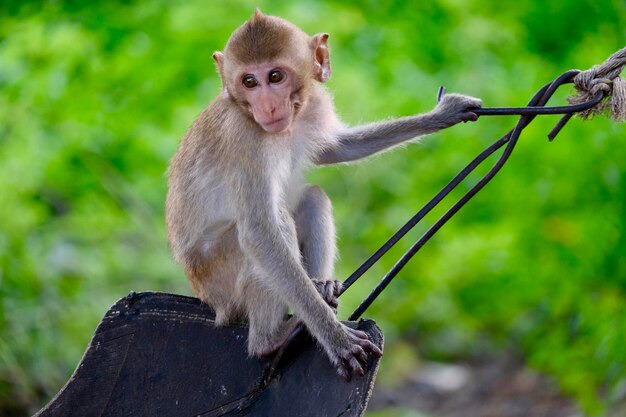 Photo un singe assis sur une branche.