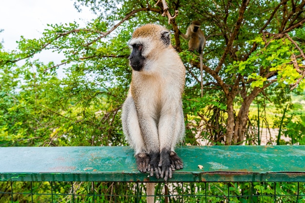 Un singe assis sur une clôture dans le parc national de Tarangire en Tanzanie, Afrique