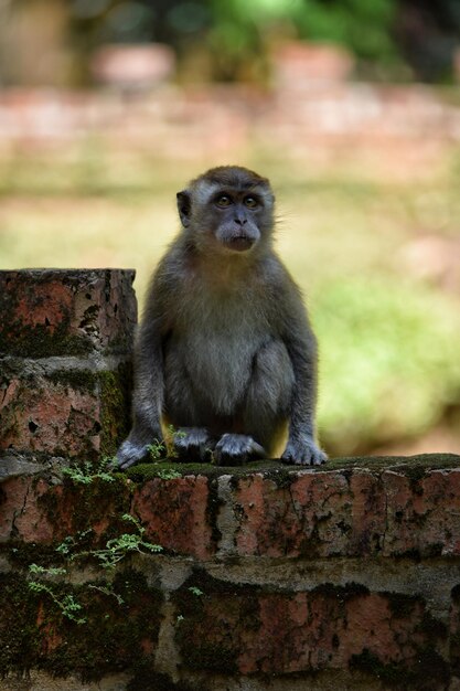 Photo un singe assis contre un mur de pierre.