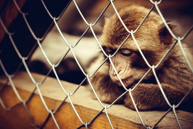 Singe assis dans la cage au zoo