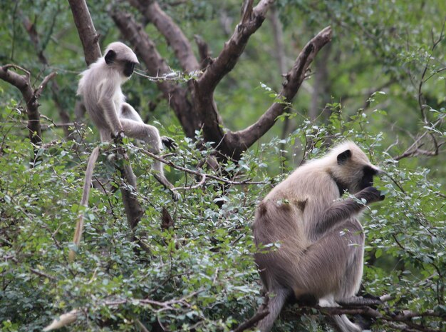 Un singe assis dans une forêt.