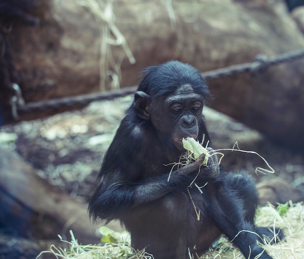 Un singe assis dans un zoo