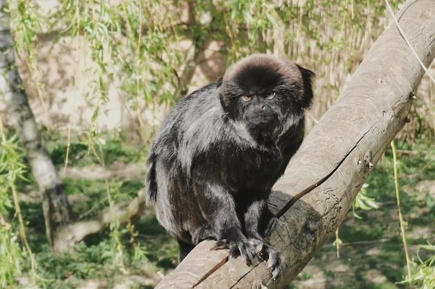 Un singe assis sur du bois au zoo.