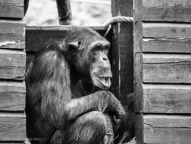 Photo un singe assis sur du bois au zoo.