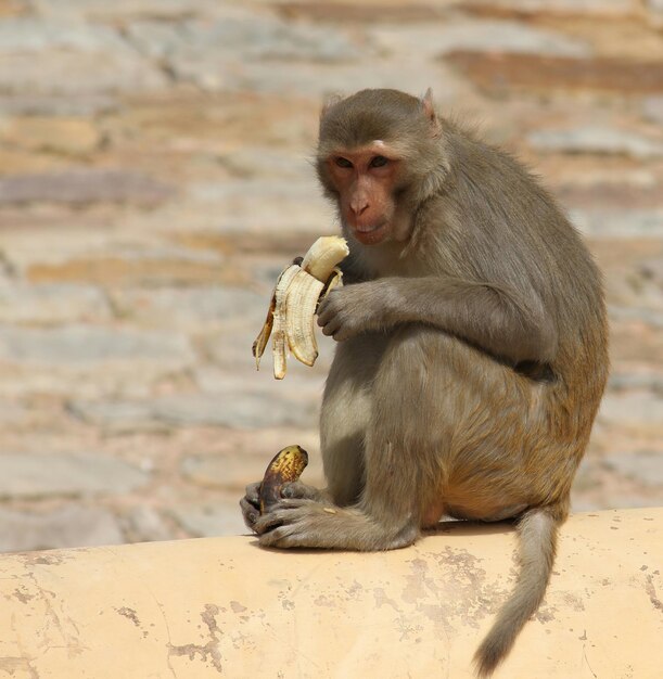 Photo le singe assis à l'extérieur