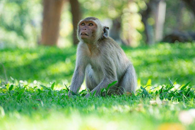 Singe assis sur l&#39;herbe verte avec un soleil léger, Thaïlande