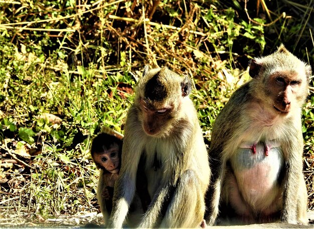 Un singe assis sur l'herbe