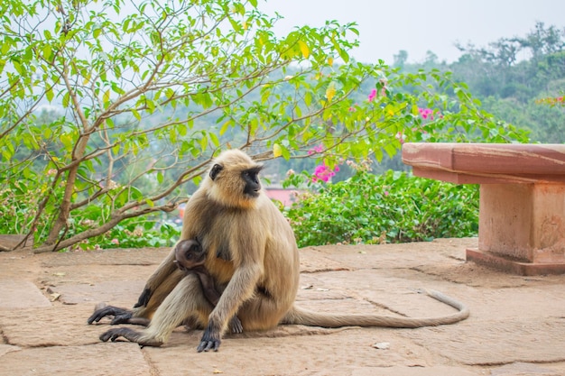 Singe assis sur le lieu touristique public passant