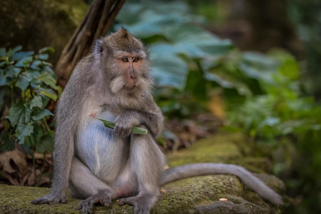 Un singe assis sur le mur contre des plantes.