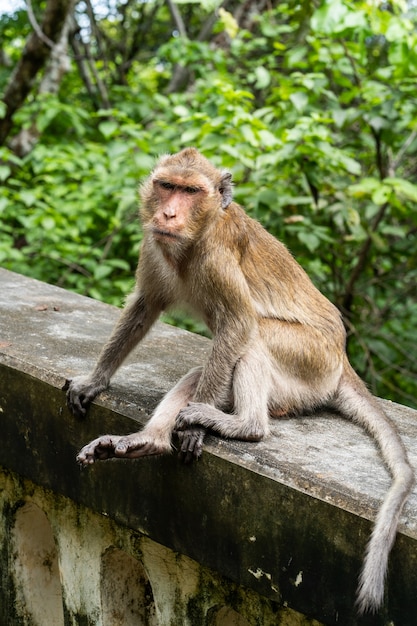 Singe assis sur le mur avec fond de nature