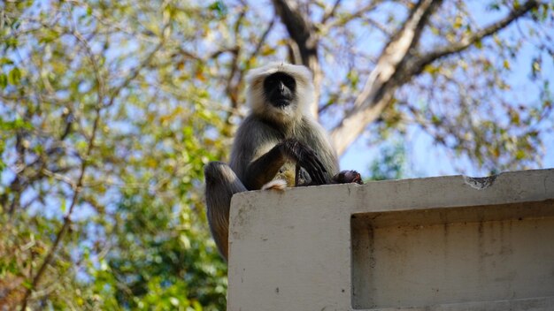 un singe assis sur le mur de la maison