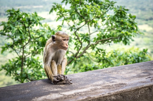 Un singe assis sur un mur de soutènement contre des arbres