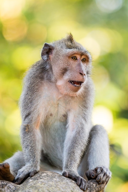 Le singe assis sur le mur