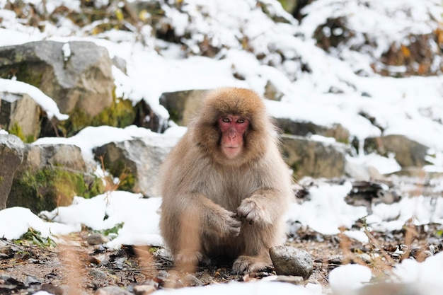 Un singe assis sur la neige.