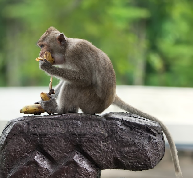 Singe assis sur une pierre. mange des bananes