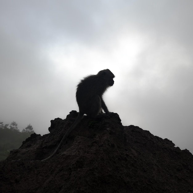 Singe assis sur une pierre