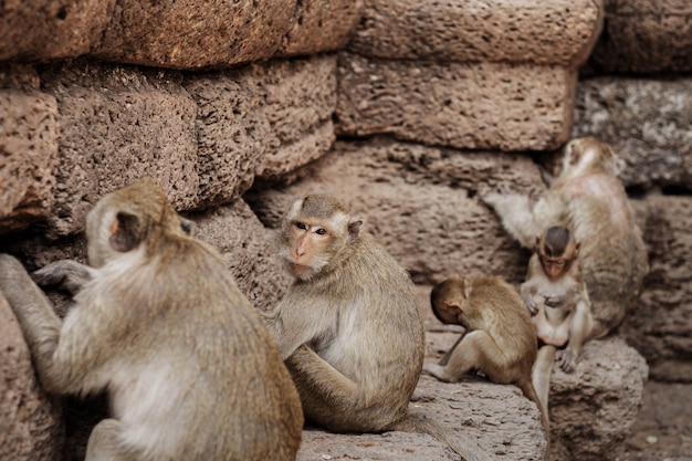 singe assis sur une rangée.