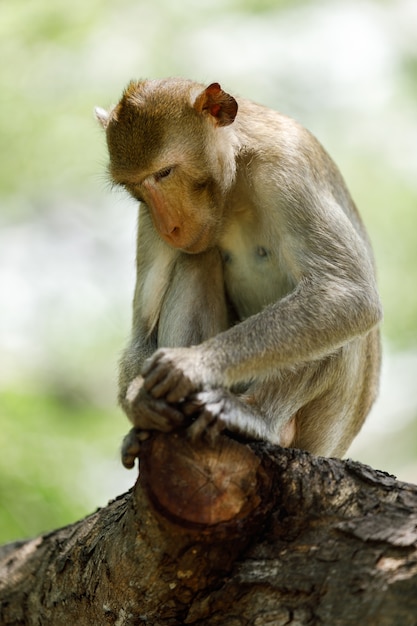 singe assis seul sur l&#39;arbre