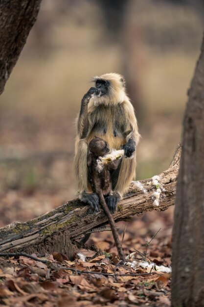 Photo un singe assis sur le terrain