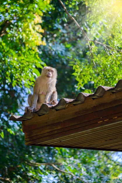 Singe assis sur le toit