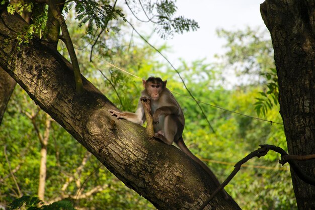 Photo un singe assis sur un tronc d'arbre dans la forêt