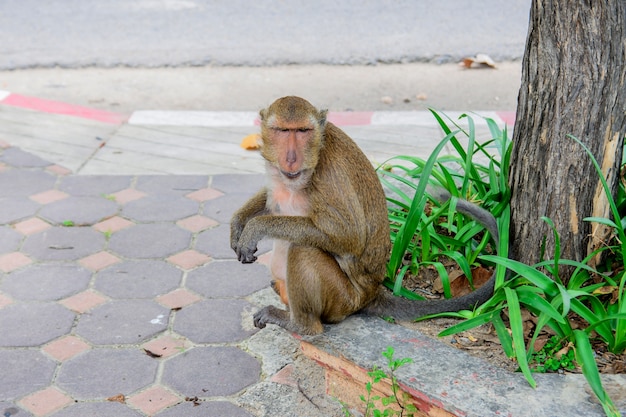 Un singe assis sur un trottoir.