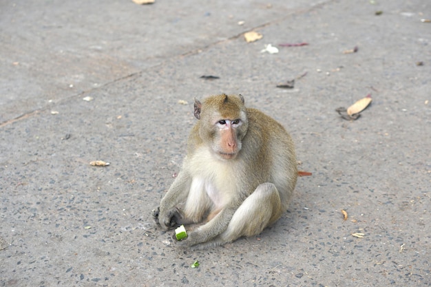 Singe attendant de manger des touristes