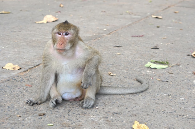 Singe attendant de manger des touristes