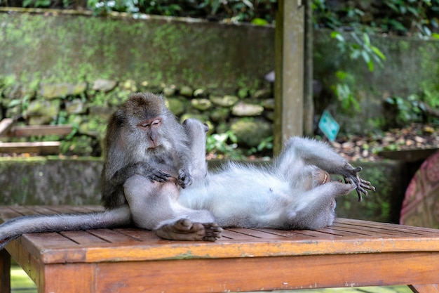 Le singe attrape les puces. Famille de singes à la forêt des singes sacrés à Ubud, île de Bali, Indonésie. Fermer