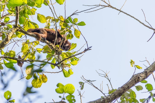 Singe au sommet de l'arbre