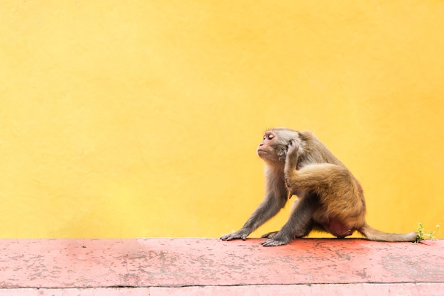 Singe au temple Swayambhunath ou temple des singes à Katmandou, Népal. Stock photo.