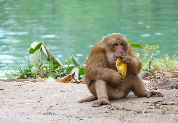 Singe au visage rouge sauvage thaïlandais assis sur le sol et mangeant une banane.