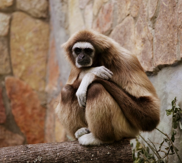 Singe au zoo