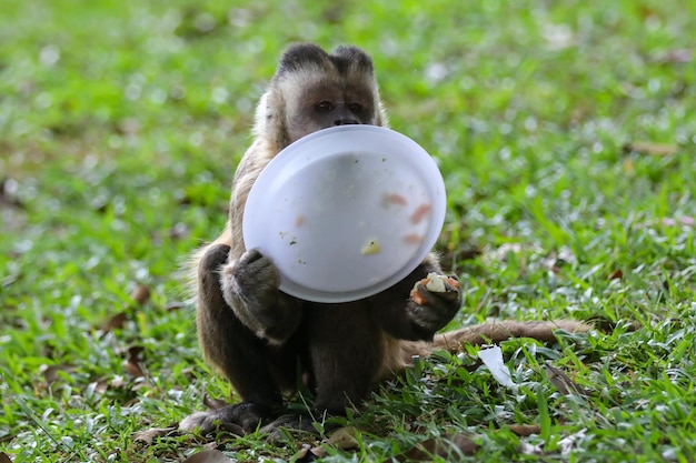 Un singe avec une banane à la main