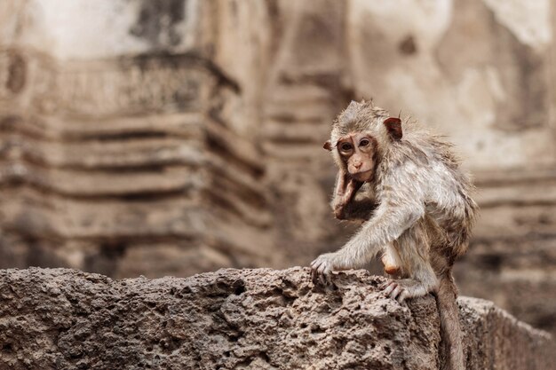 Singe sur le bâtiment.