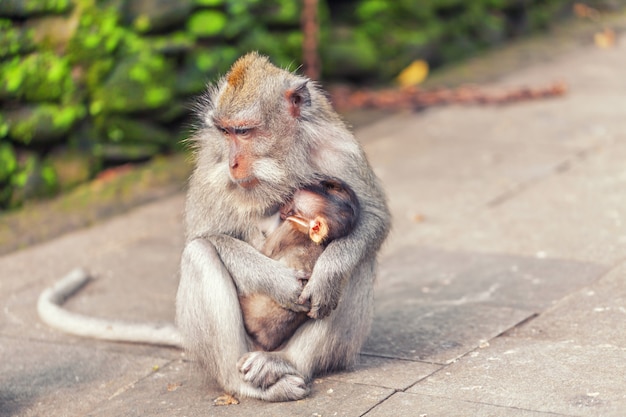 Singe Avec Bébé Dans Le Parc