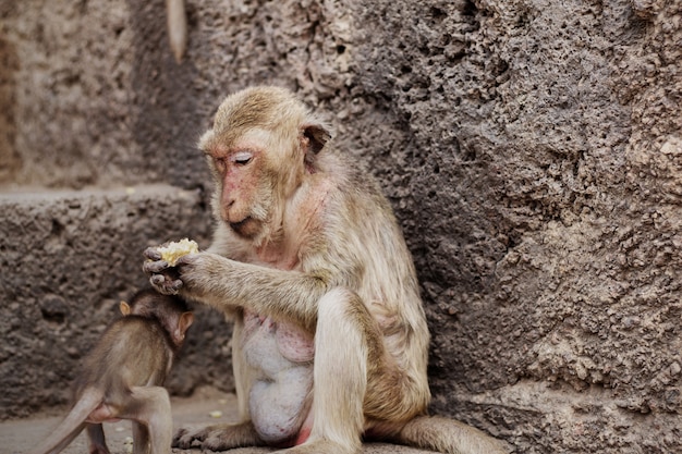 Singe et bébé dans un zoo.