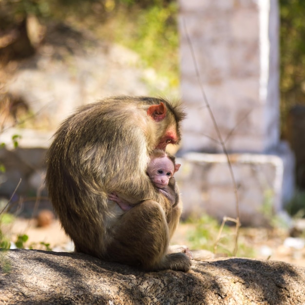 Photo un singe avec un bébé sur un rocher