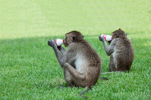 Singe, boire du lait dans le parc en journée ensoleillée