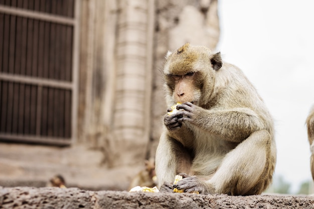 Le singe sur la brique mange.